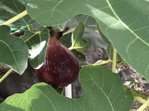 無花果 寓意|花がないのに花言葉？イチジク(無花果)の花言葉と由来。怖い意。